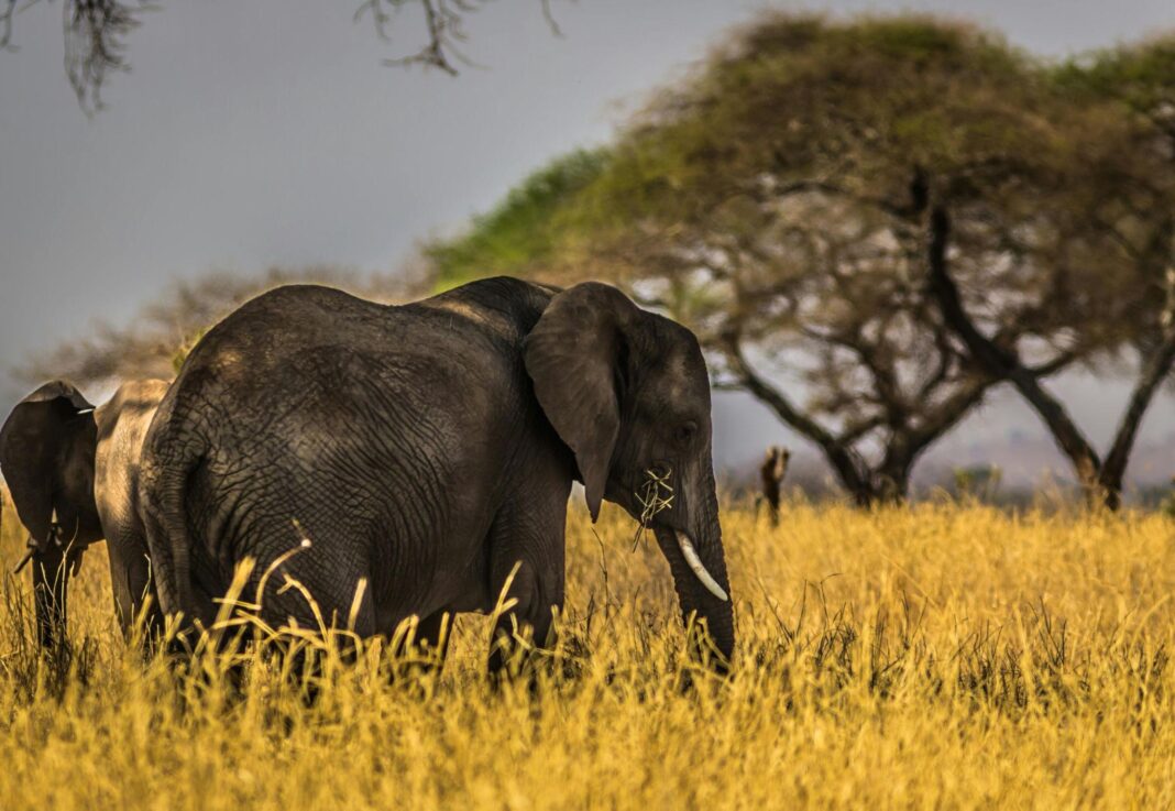 best safari in Africa