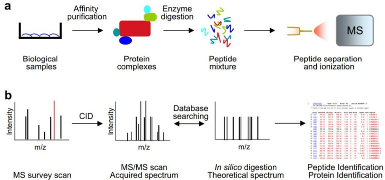 A Powerful Duo in Protein Analysis