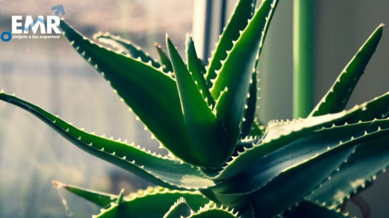 El Mercado de Aloe Vera: Crecimiento y Perspectivas Futuras