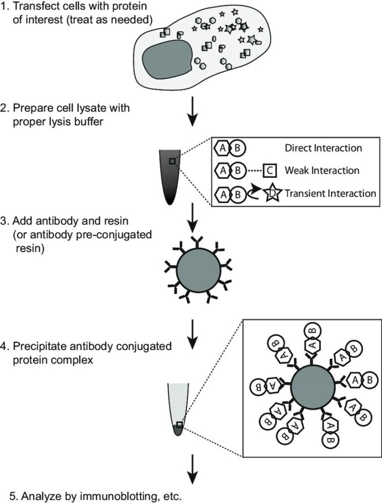 Co-Immunoprecipitation (Co-IP)