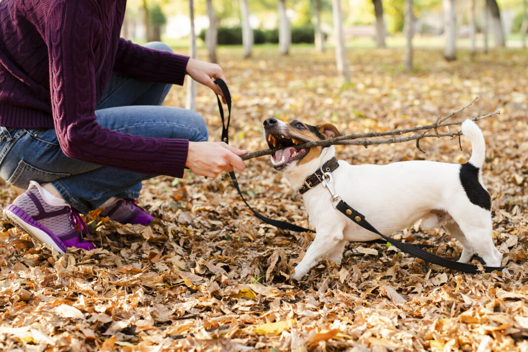 puppy training highland park