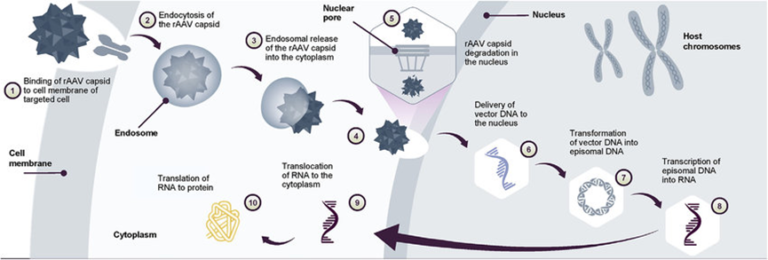 Why the Desired Effect is not Achieved After Using AAV?